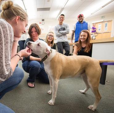 Healthcare Careers: Veterinarian
